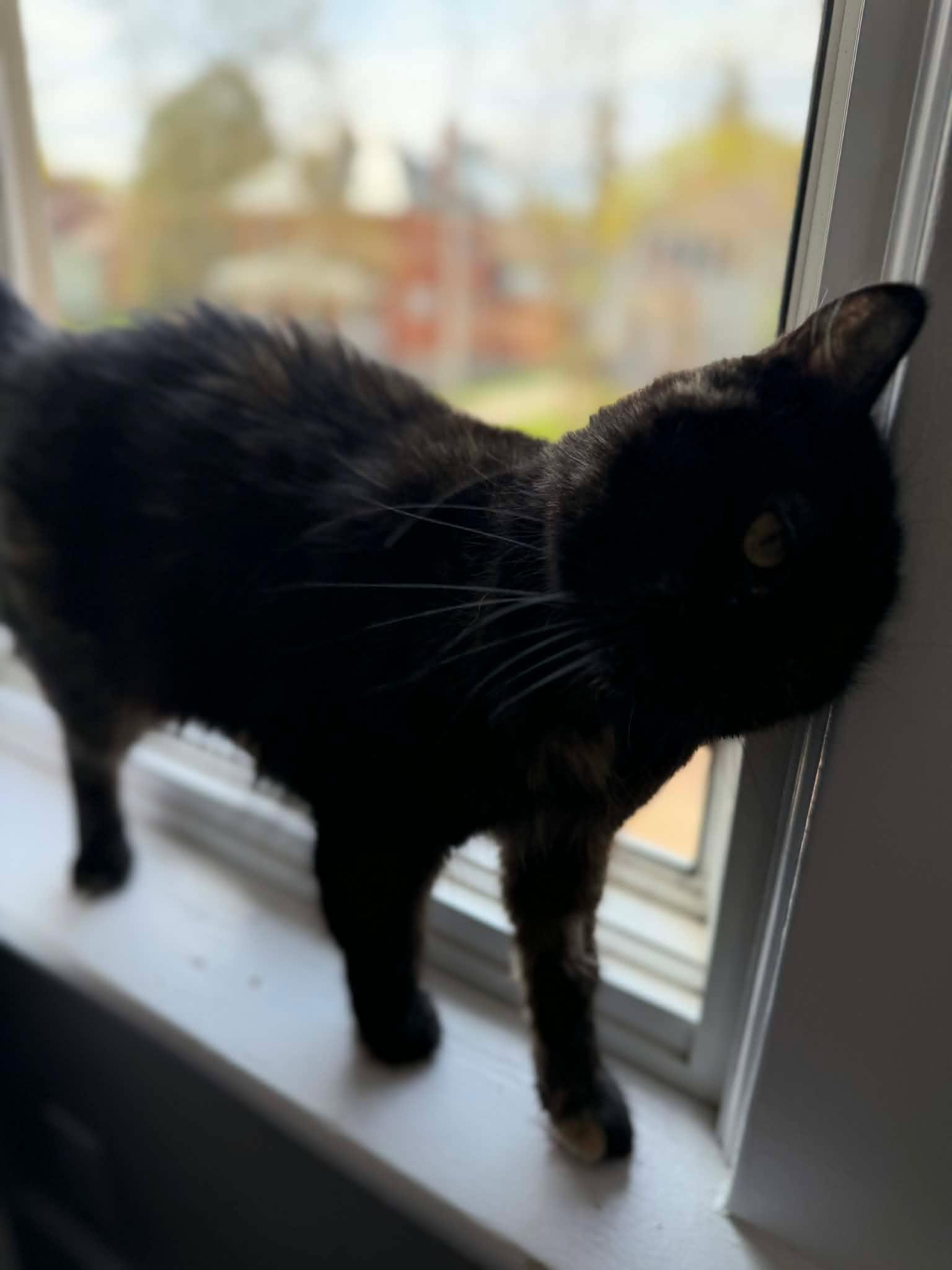 Enlarge Primrose , a ADOPTABLE Domestic Long Hair in Shakespeare, ON image 5/6