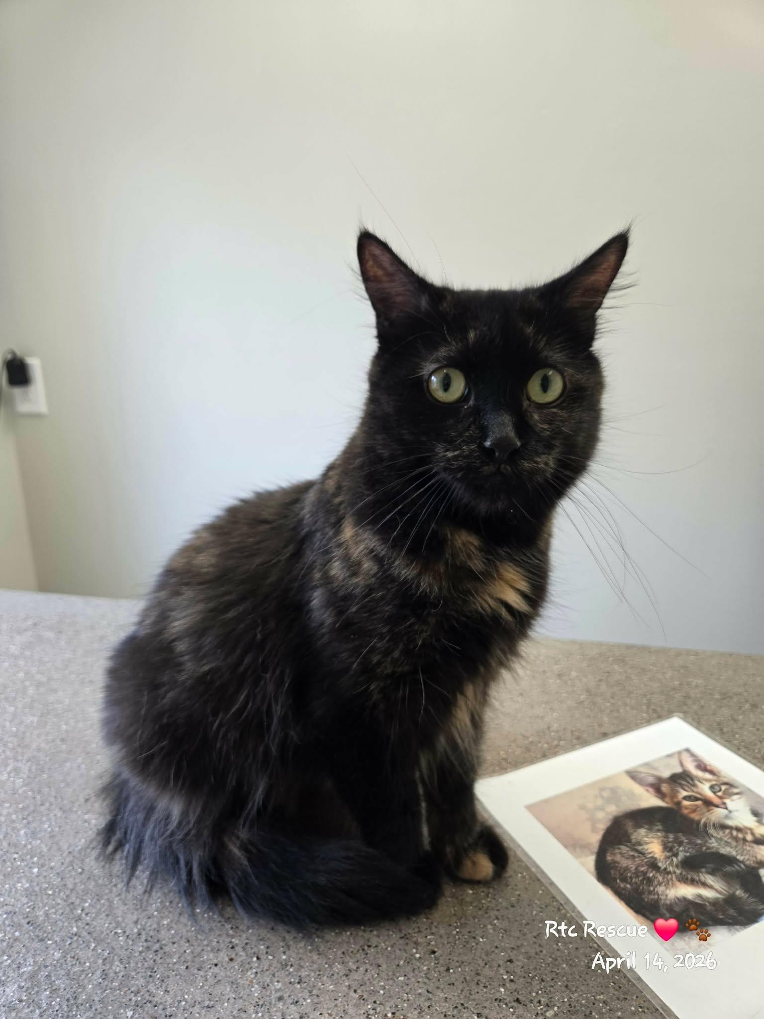 Enlarge Primrose , a ADOPTABLE Domestic Long Hair in Shakespeare, ON image 2/6