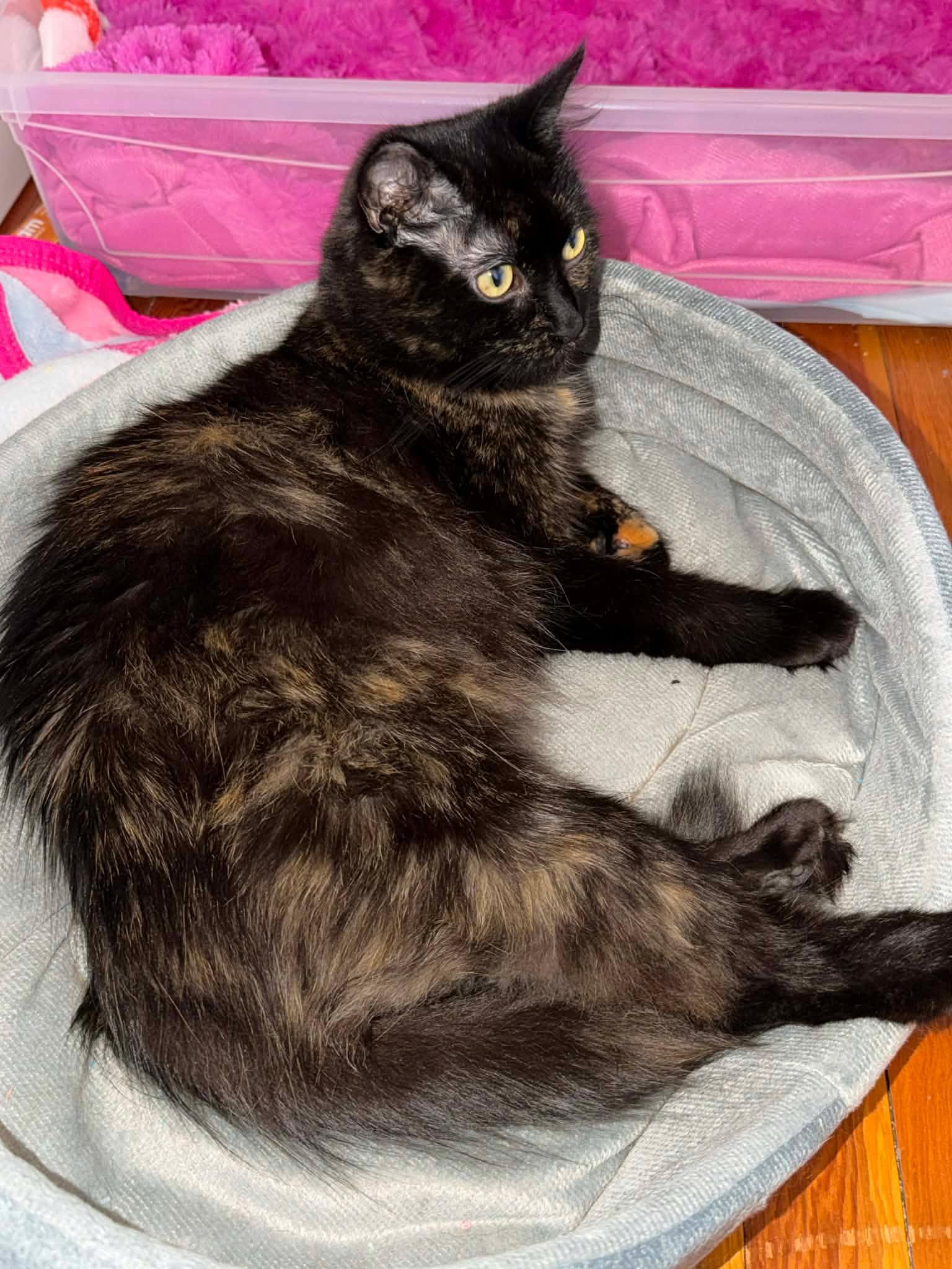 Enlarge Primrose , a ADOPTABLE Domestic Long Hair in Shakespeare, ON image 1/6