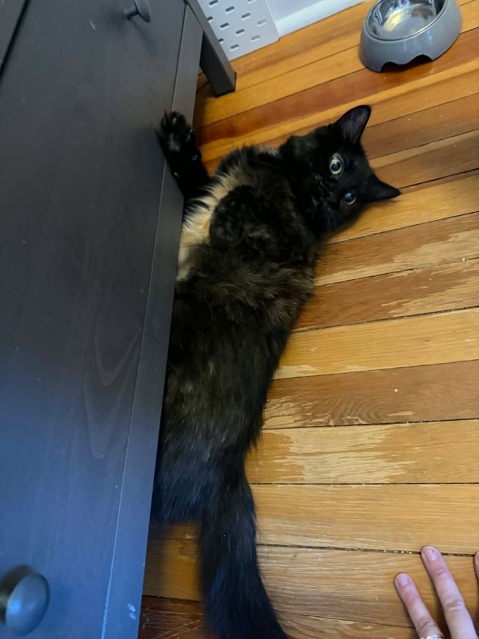 Enlarge Primrose , a ADOPTABLE Domestic Long Hair in Shakespeare, ON image 6/6