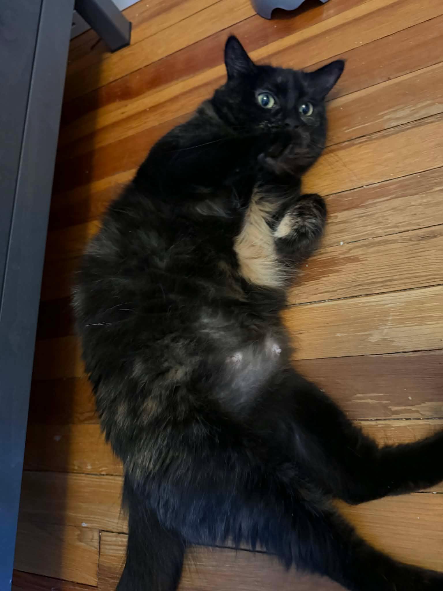 Enlarge Primrose , a ADOPTABLE Domestic Long Hair in Shakespeare, ON image 3/6