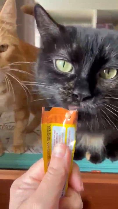 Enlarge Primrose , a ADOPTABLE Domestic Long Hair in Shakespeare, ON video 4/6