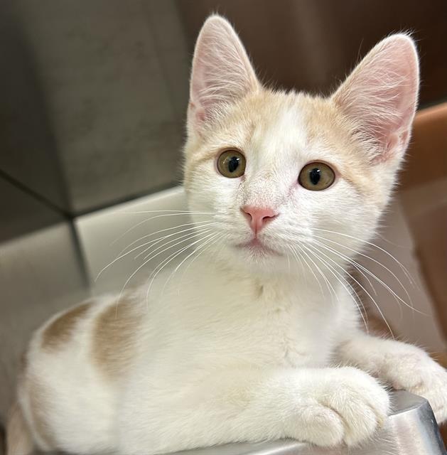PERCI*, Adoptable, Kitten Male Domestic Short Hair.