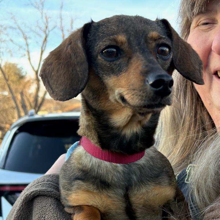 Amy, Adoptable, Adult Female Dachshund.