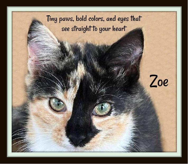 Enlarge Zoe & Lulu: Sisters, Snugglers, and Purrfection in Motion, a Adoptable Domestic Short Hair in Winston Salem, NC image 2/4