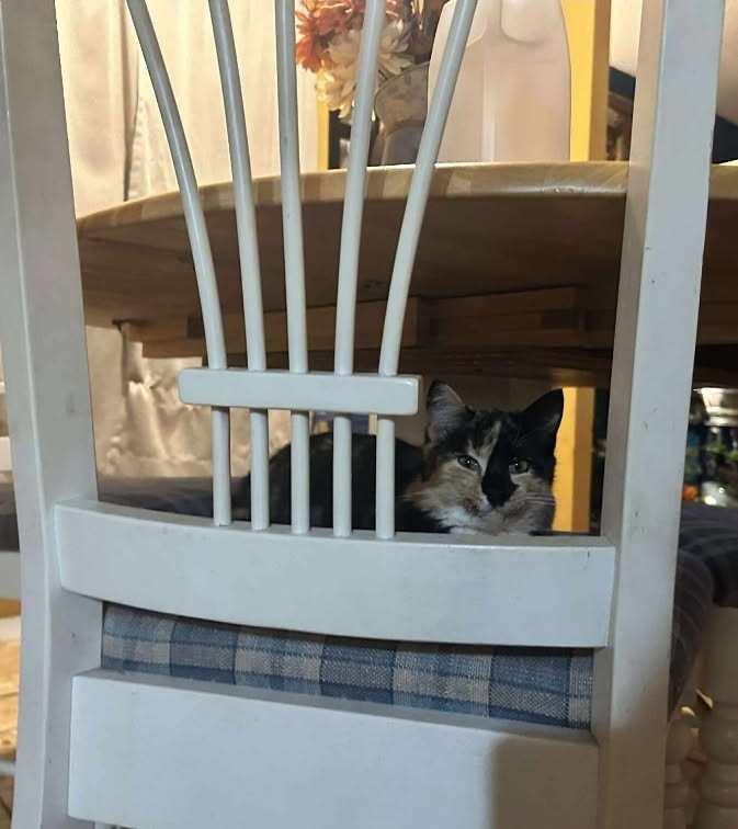 Enlarge Zoe & Lulu: Sisters, Snugglers, and Purrfection in Motion, a Adoptable Domestic Short Hair in Winston Salem, NC image 3/4