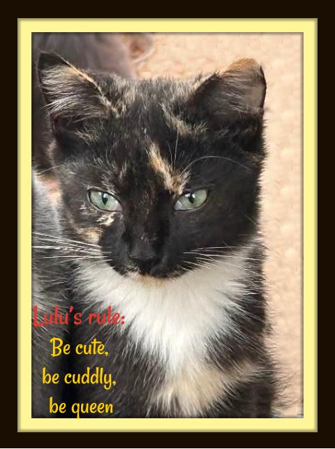 Enlarge Zoe & Lulu: Sisters, Snugglers, and Purrfection in Motion, a Adoptable Domestic Short Hair in Winston Salem, NC image 1/4