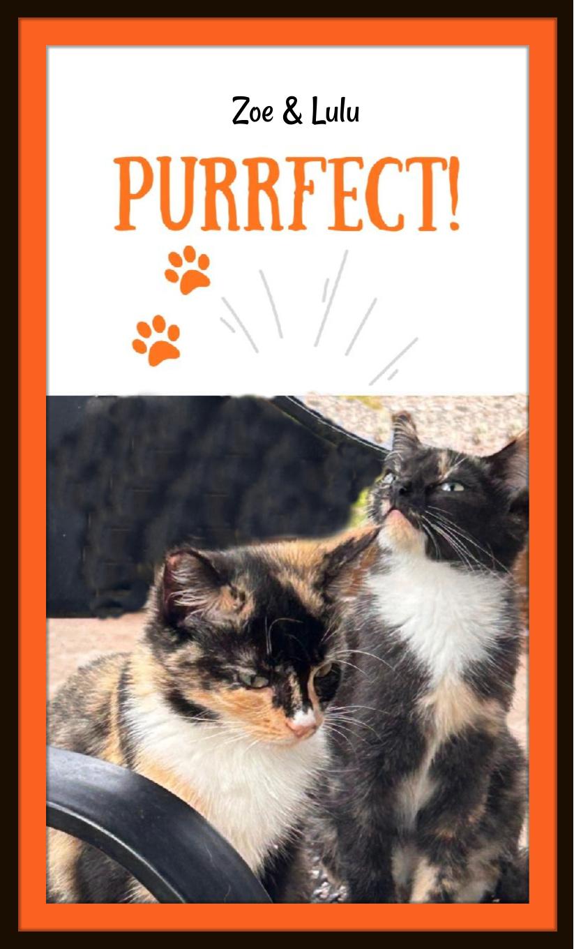 Enlarge Zoe & Lulu: Sisters, Snugglers, and Purrfection in Motion, a Adoptable Domestic Short Hair in Winston Salem, NC image 4/4