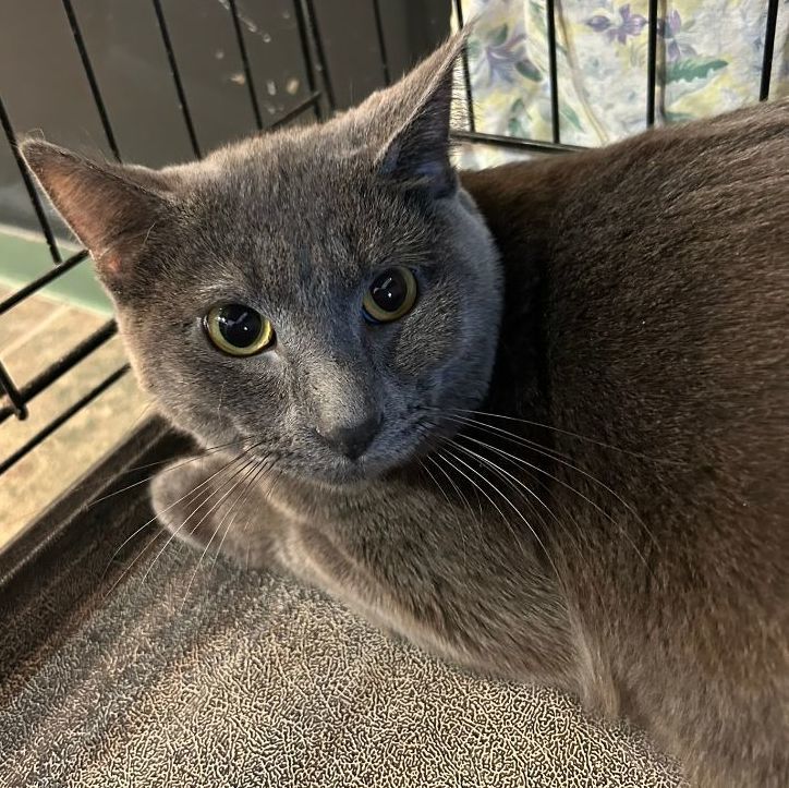 Enlarge Caramel Apple, a Adoptable Domestic Short Hair in Mokena, IL image 1/1