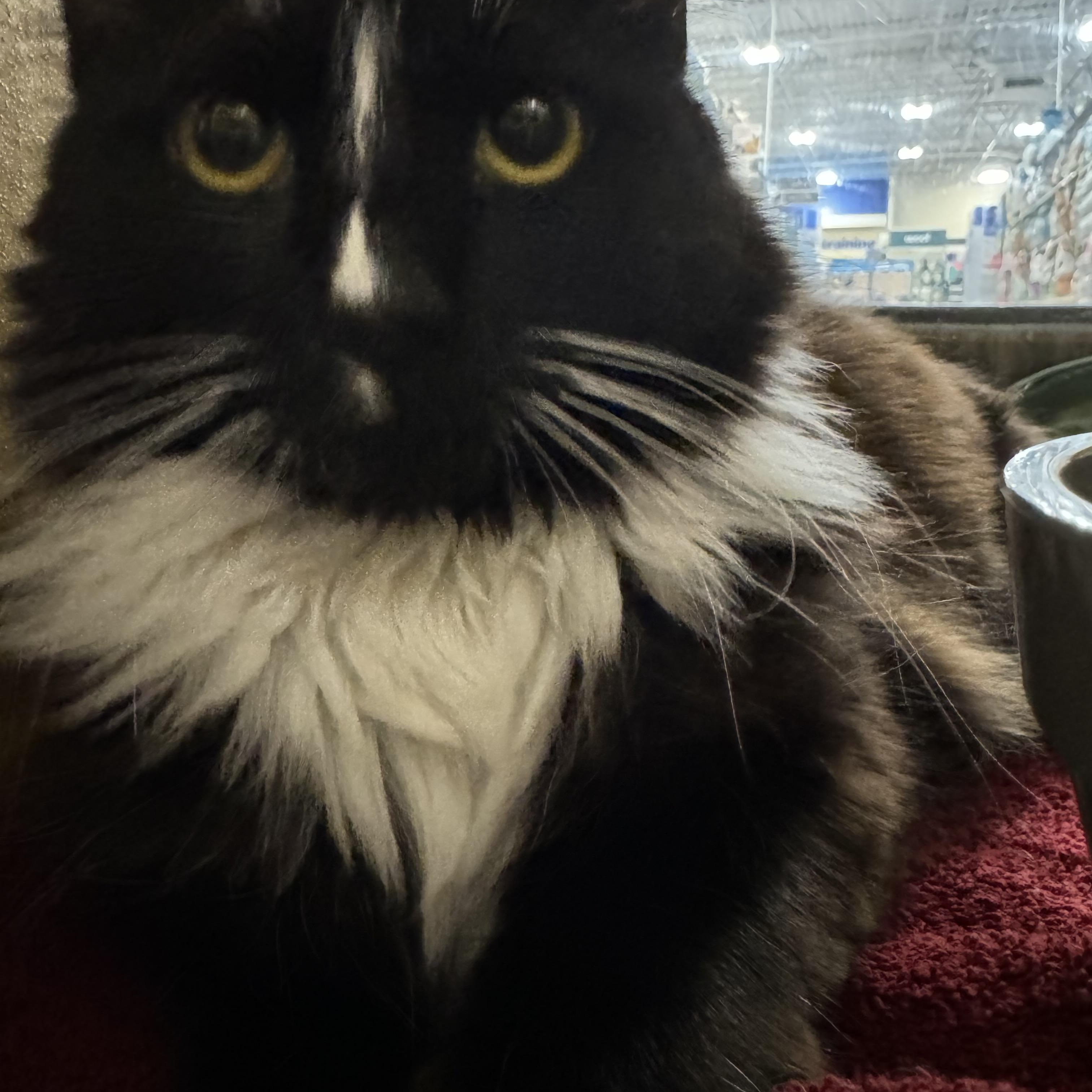 Paris, adopted, Young Female Domestic Medium Hair.
