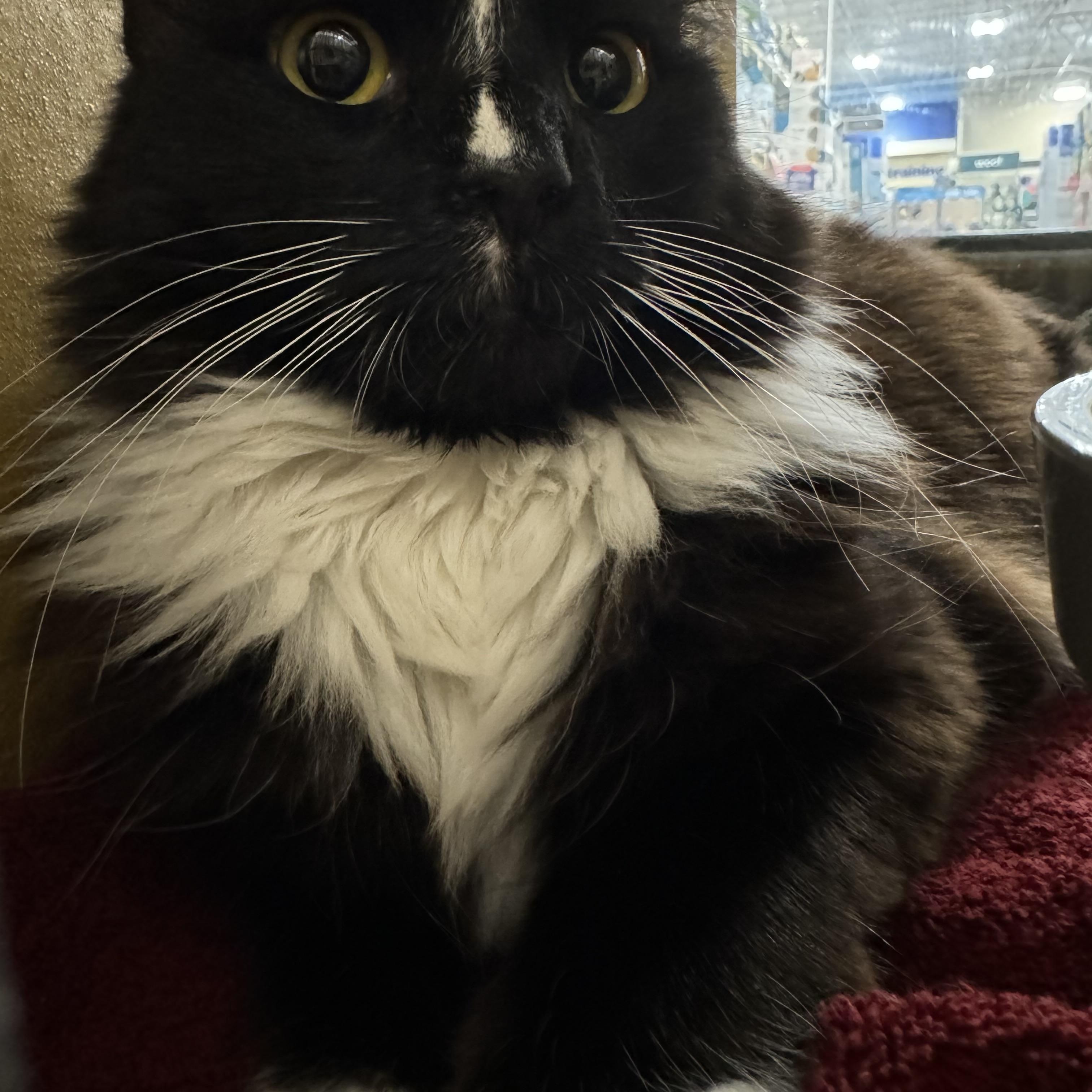 Paris, an adopted Domestic Medium Hair in Phoenix, AZ image 3/3