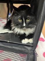 Paris, an adopted Domestic Medium Hair in Phoenix, AZ image 2/3