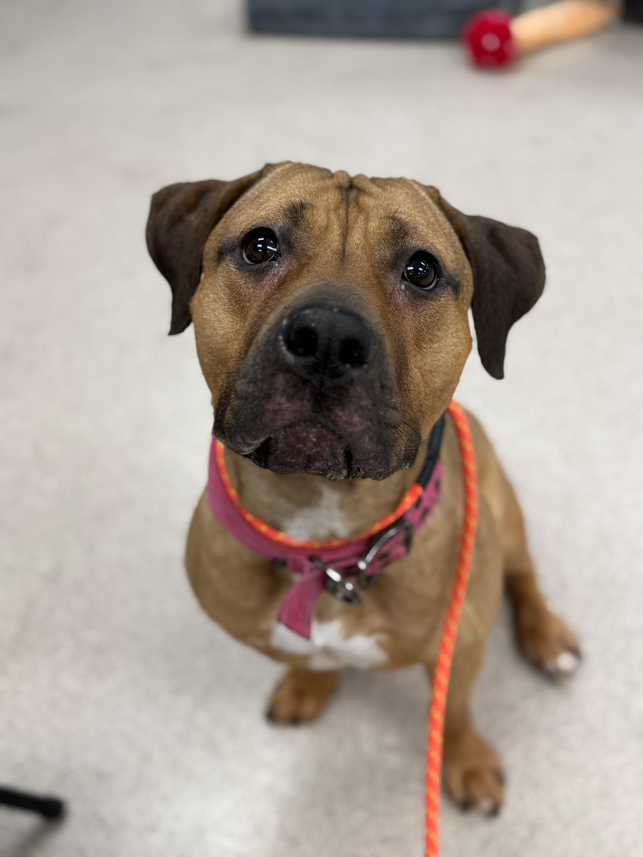 Zula, Adult Female Mastiff