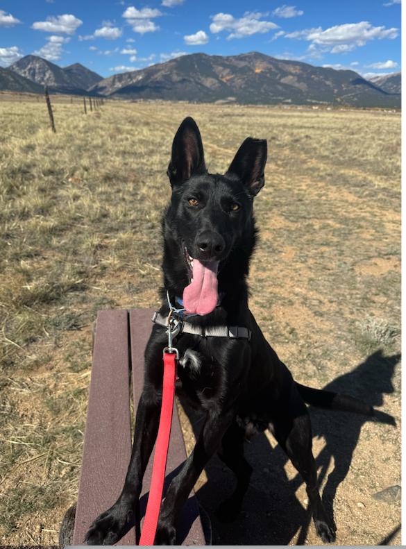 Jake, an adoptable mixed breed in Buena Vista, CO image 2/3