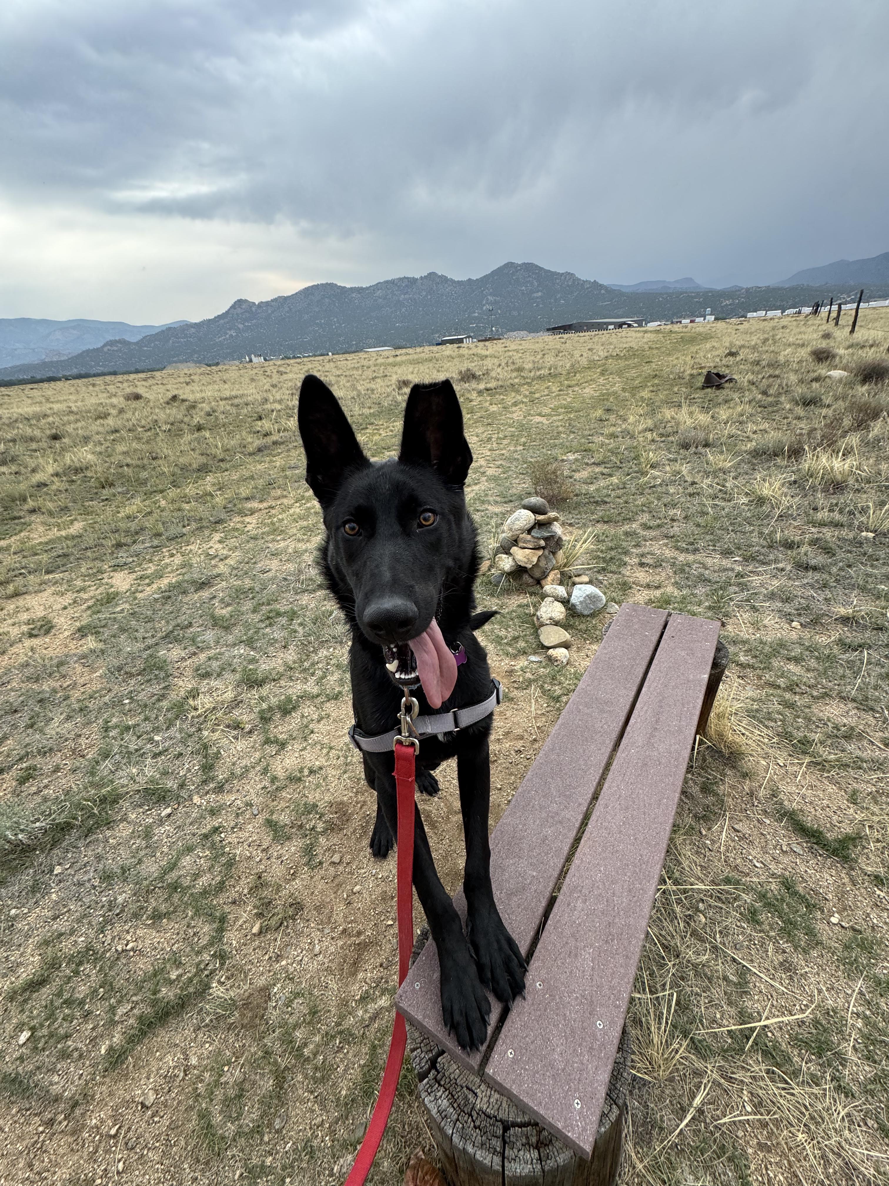 Jake, an adoptable mixed breed in Buena Vista, CO image 3/3