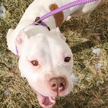 NORMAN- Needs foster/forever home! photo 3