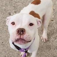 NORMAN- Needs foster/forever home! photo 1