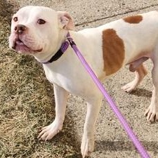 NORMAN- Needs foster/forever home! photo 4