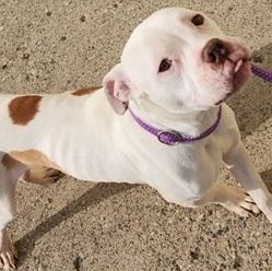 NORMAN- Needs foster/forever home! photo 2