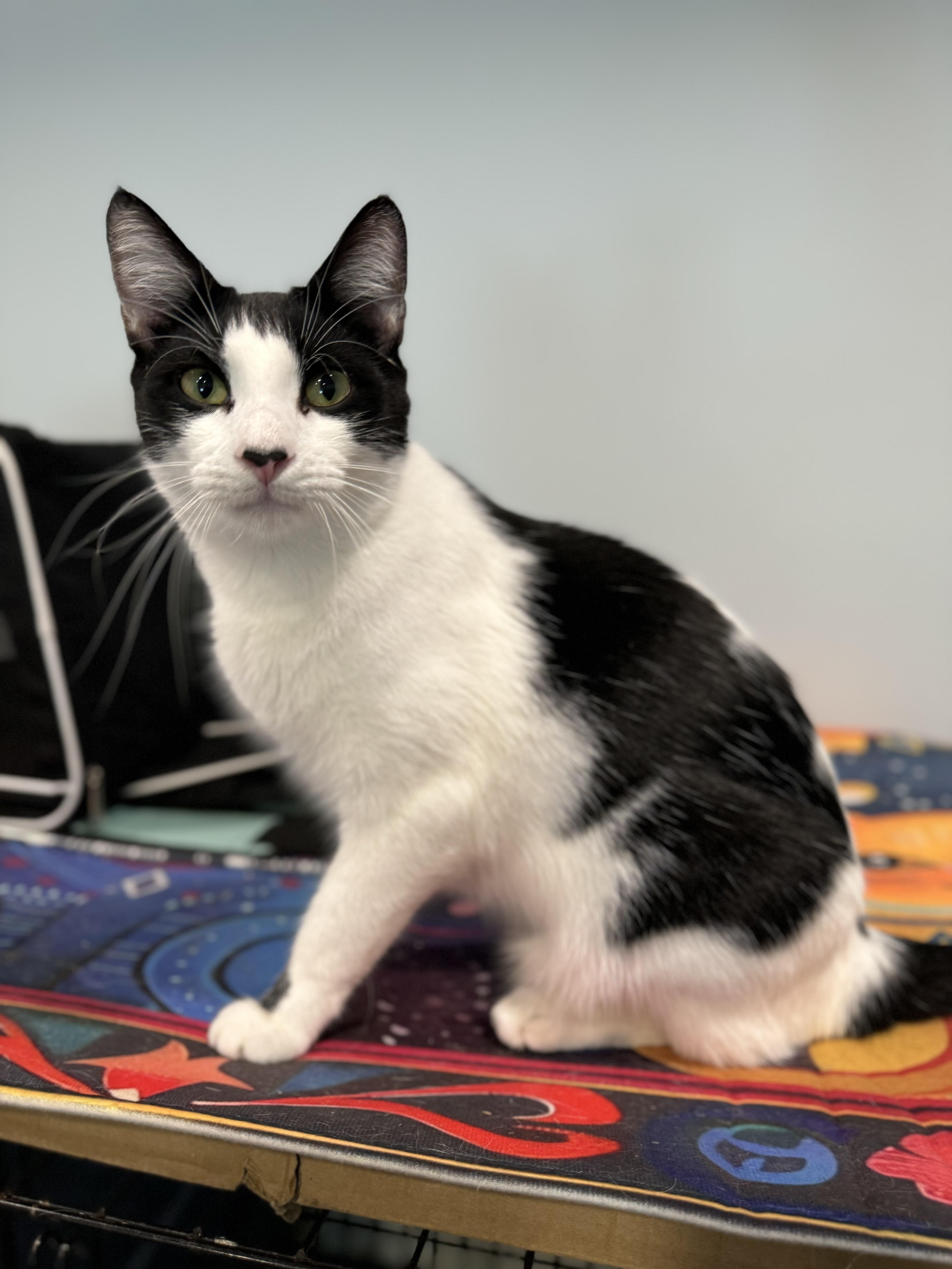 McSteamy — thumbnail 2