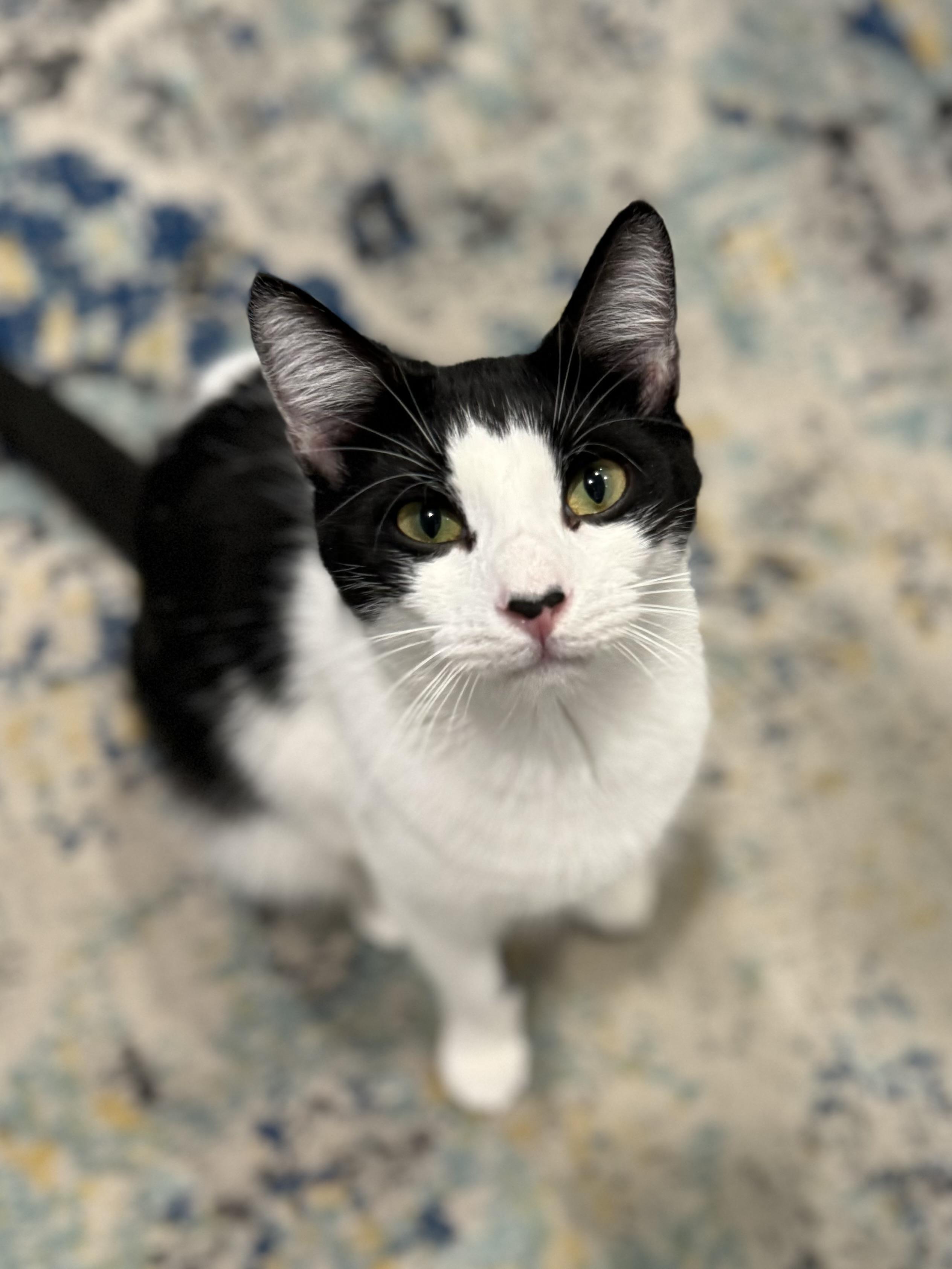 McSteamy — thumbnail 4