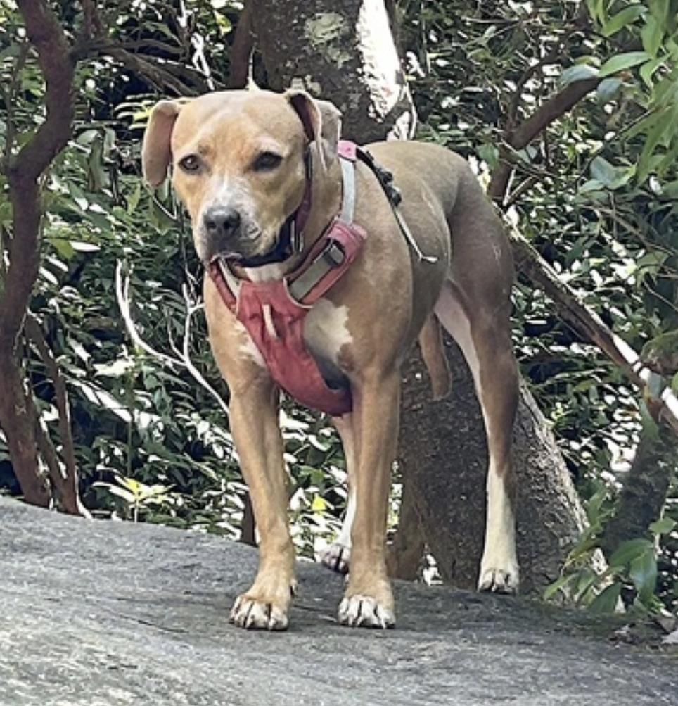 Maisie, a Adoptable mixed breed in Atlanta, GA image 5/6