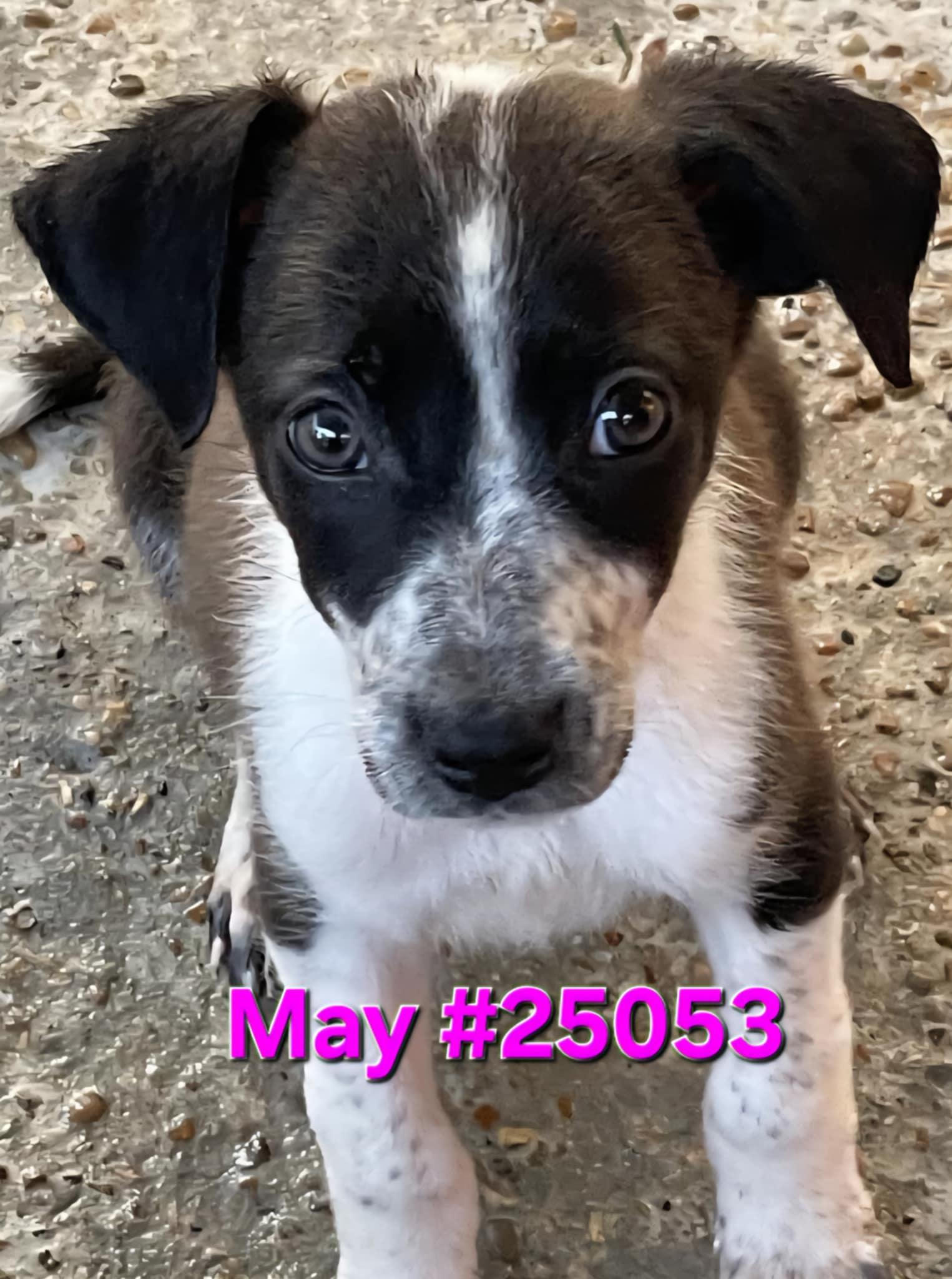 May, Young Female unknown