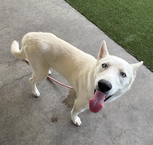 COLT, Adoptable, Young Male Husky & Mixed Breed.