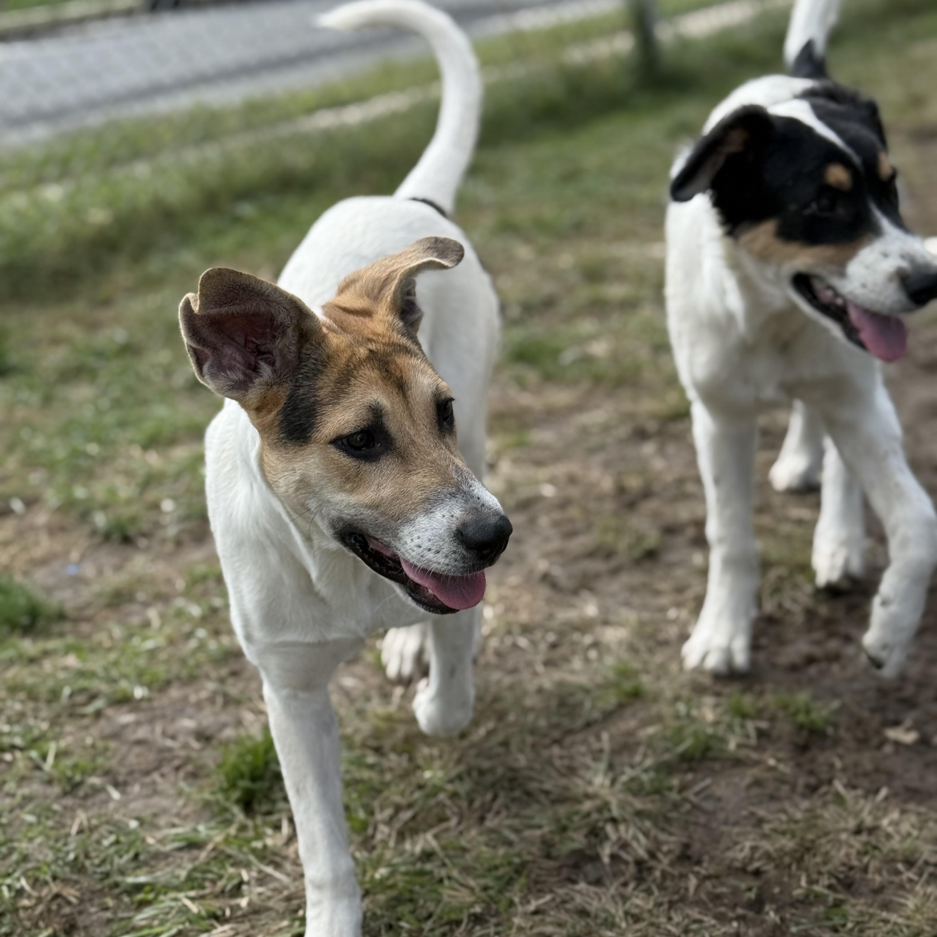 Enlarge Spencer, a Adoptable mixed breed in Glenolden, PA image 3/6