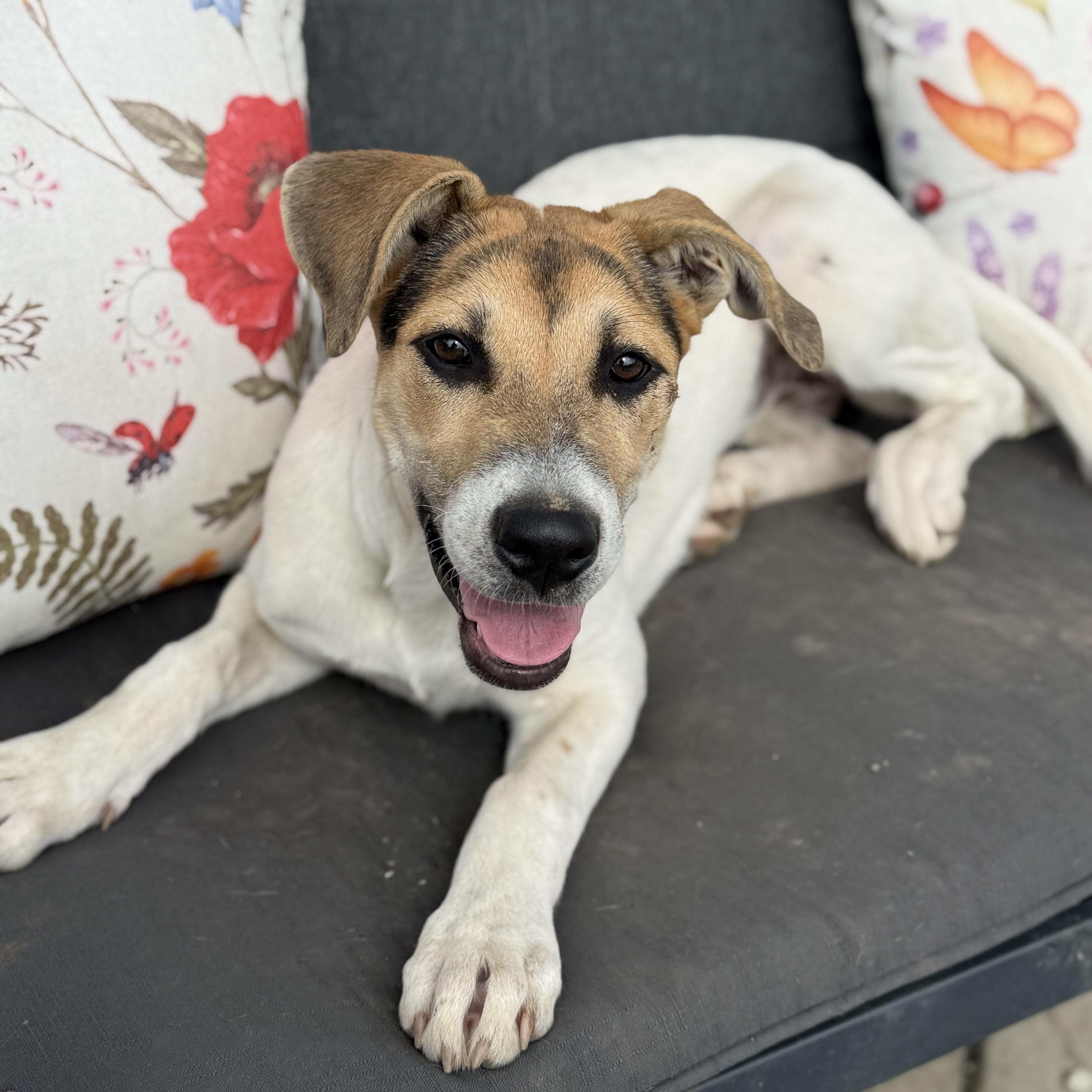Enlarge Spencer, a Adoptable mixed breed in Glenolden, PA image 2/6