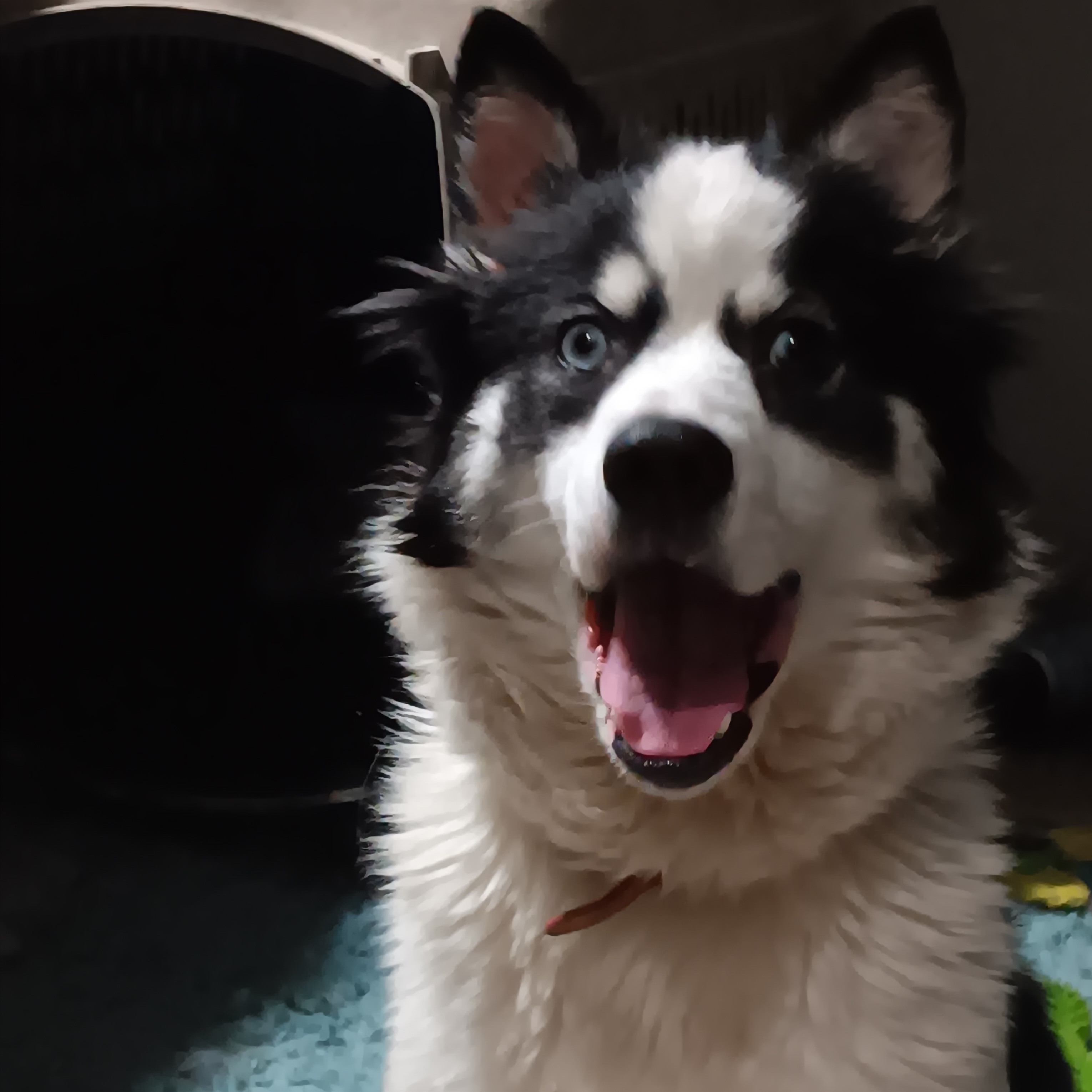 Enlarge Lina, a Adoptable mixed breed in Manchester, NH image 1/5