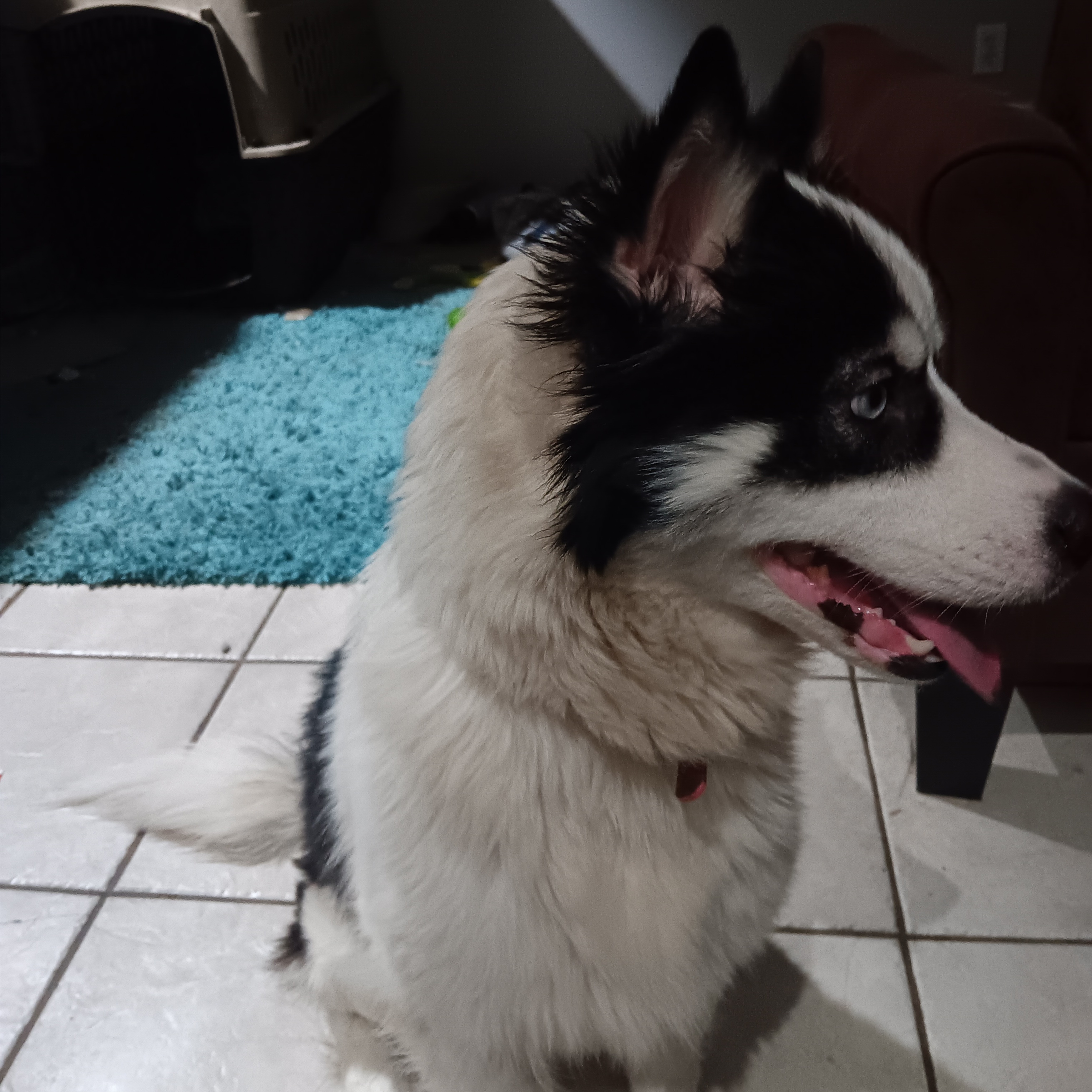 Enlarge Lina, a Adoptable mixed breed in Manchester, NH image 2/5