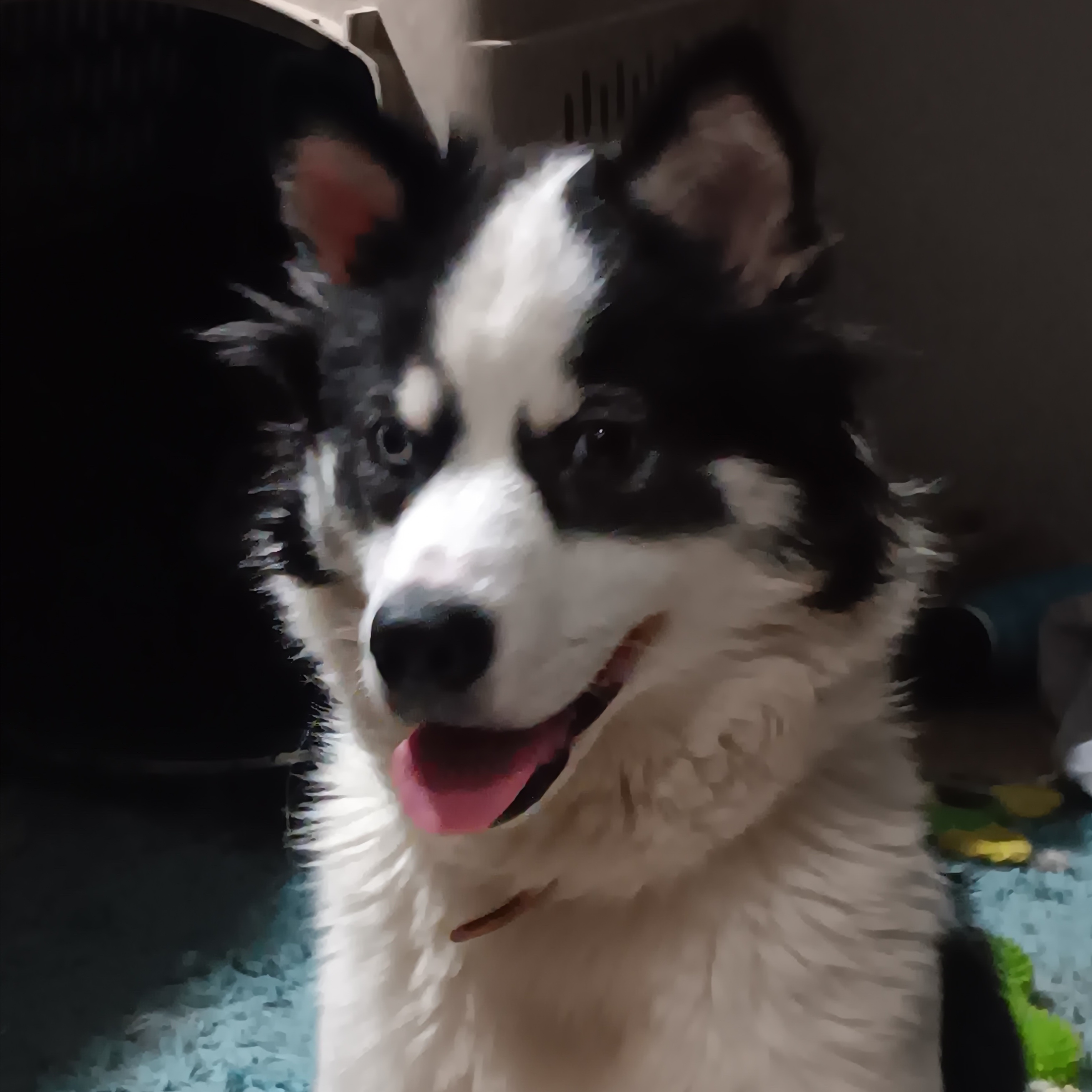 Enlarge Lina, a Adoptable mixed breed in Manchester, NH image 3/5