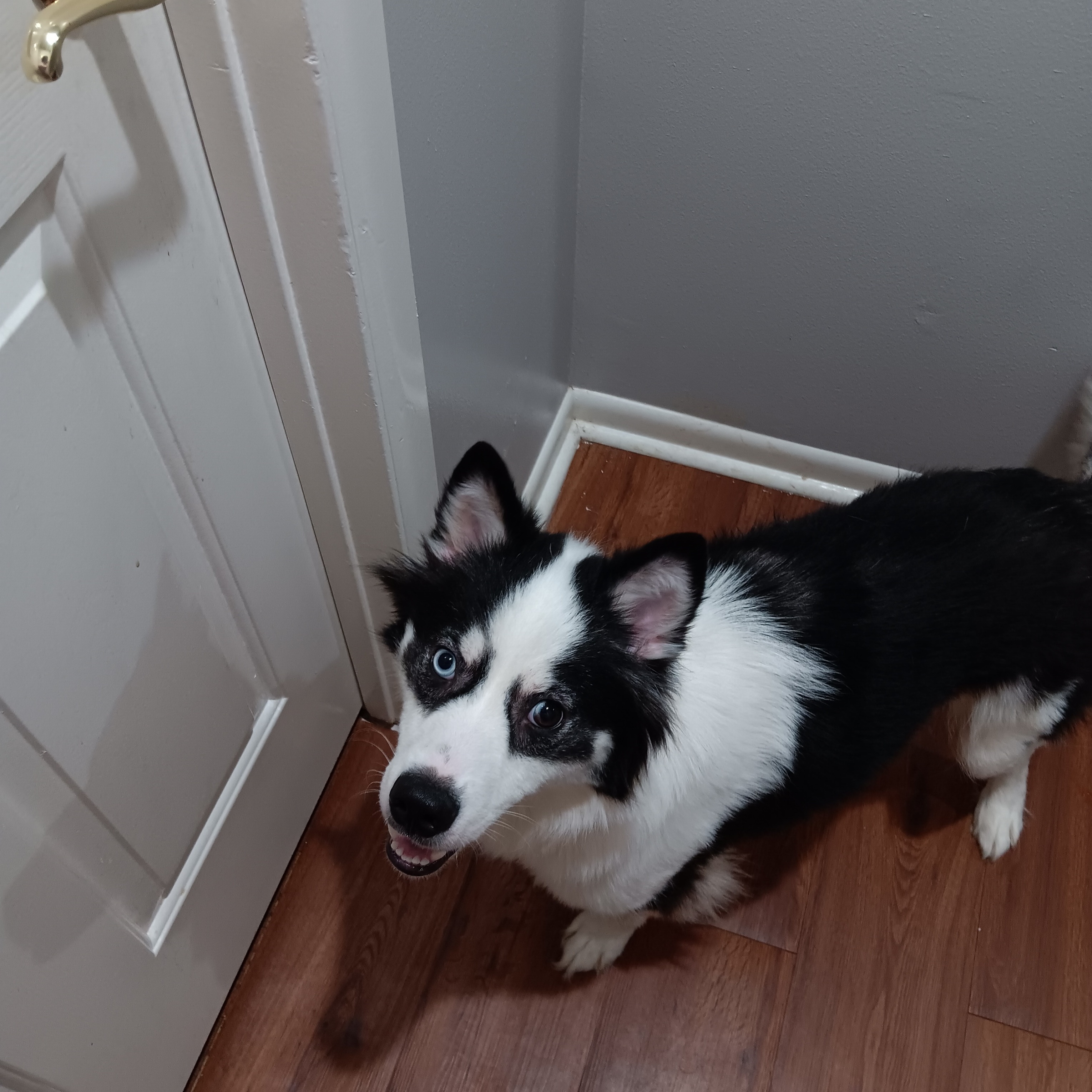 Enlarge Lina, a Adoptable mixed breed in Manchester, NH image 5/5