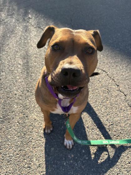 Daphne - In Foster, Adoptable, Adult Female Retriever & Labrador Retriever.