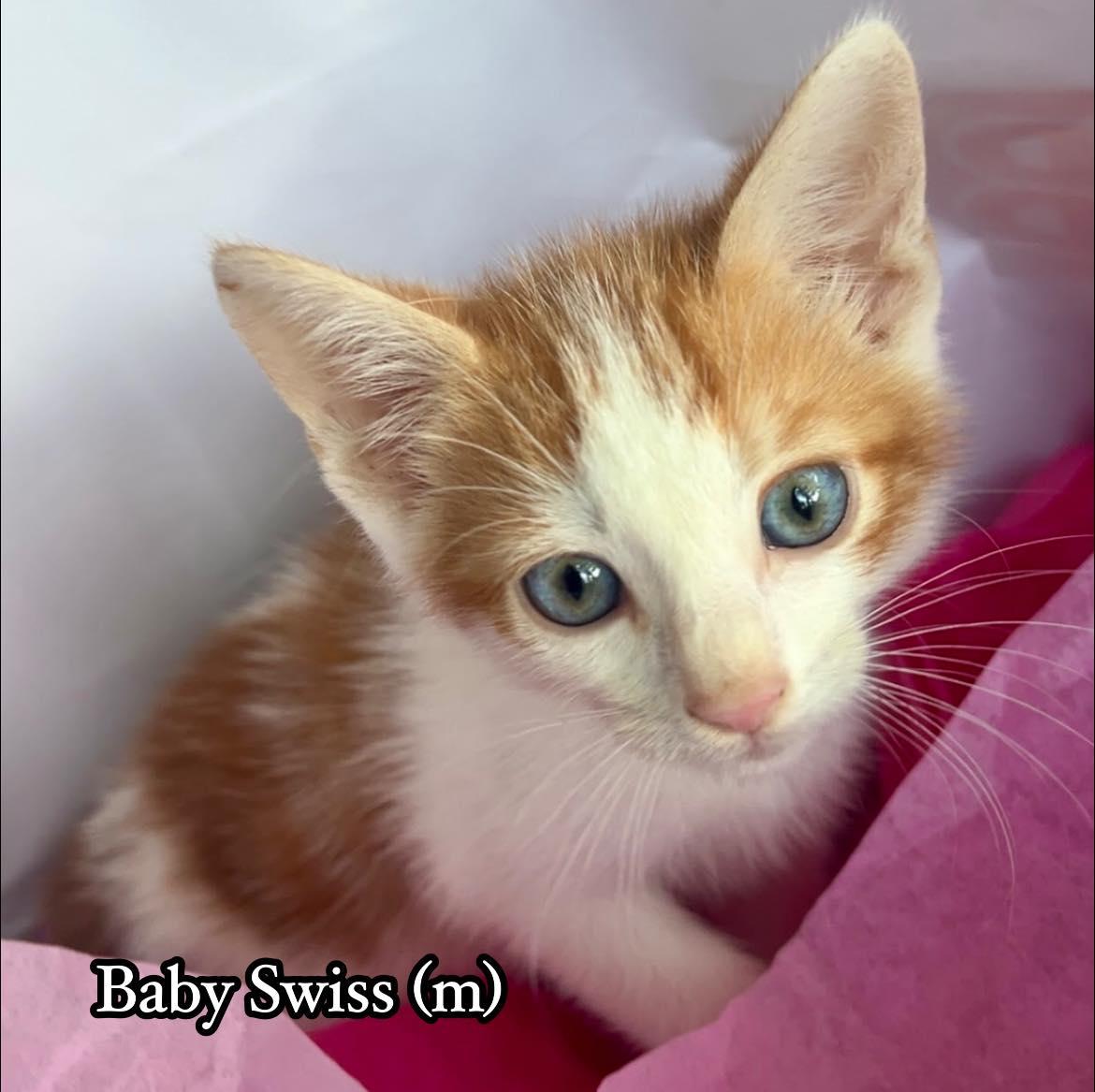 Baby Swiss