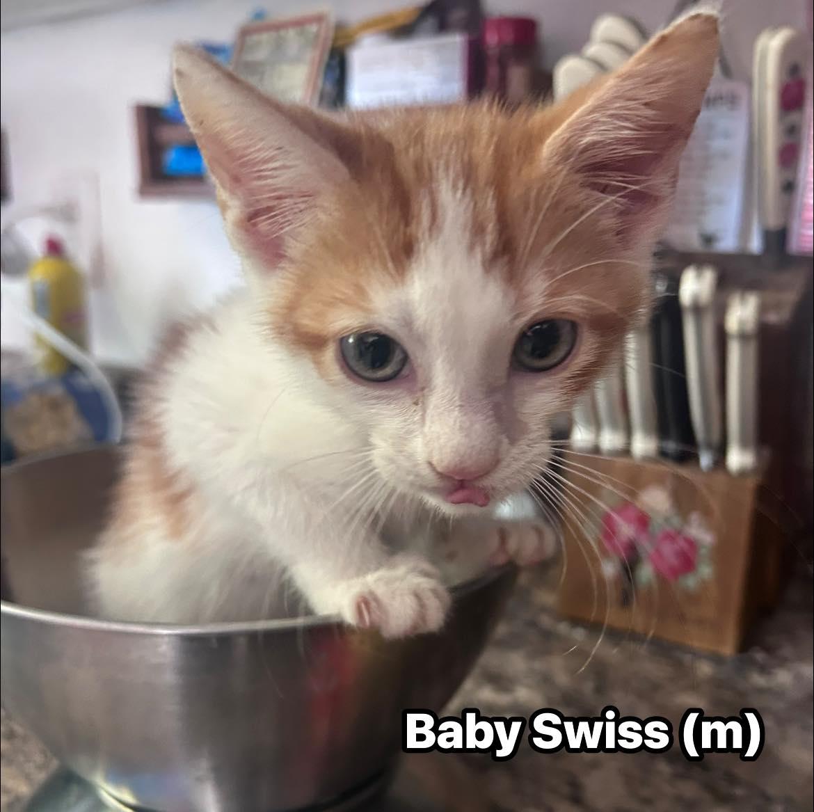 Baby Swiss