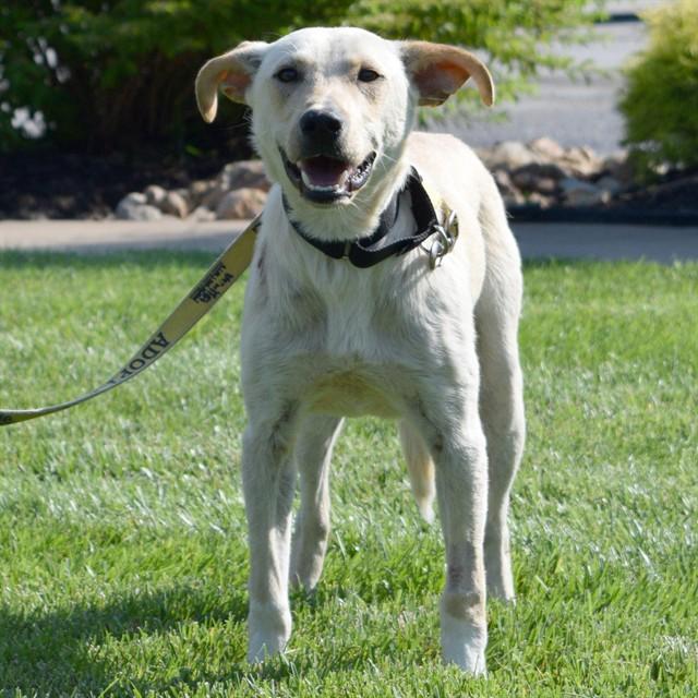 REX, Adoptable, Young Male Labrador Retriever & Mixed Breed.