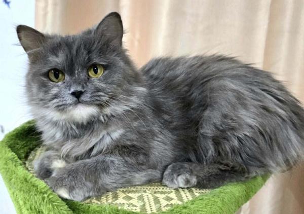 Enlarge LUMIRA, an adopted Persian in Madison, WI image 3/3
