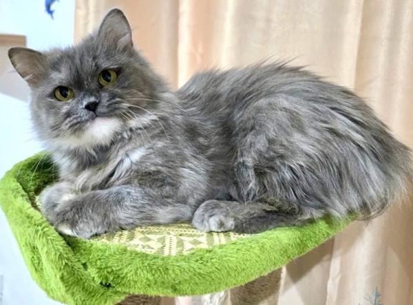 Enlarge LUMIRA, an adopted Persian in Madison, WI image 1/3