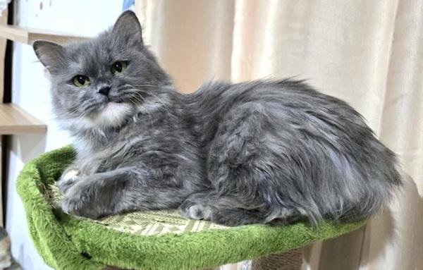 Enlarge LUMIRA, an adopted Persian in Madison, WI image 2/3