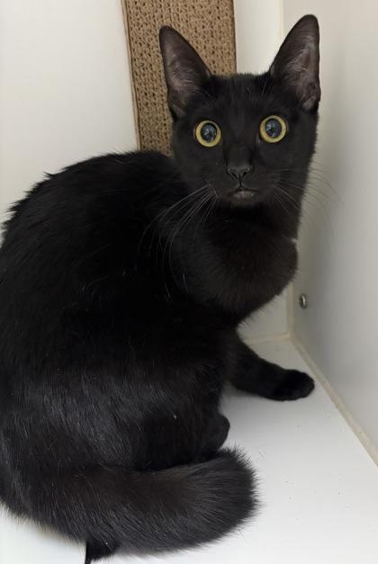 Venus, a Adoptable mixed breed in Lebec, CA image 1/2