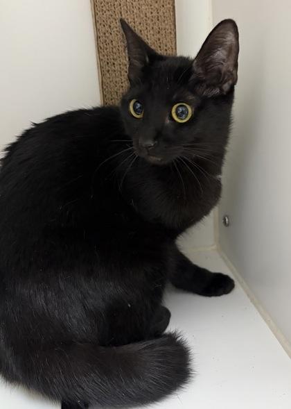 Venus, a Adoptable mixed breed in Lebec, CA image 2/2