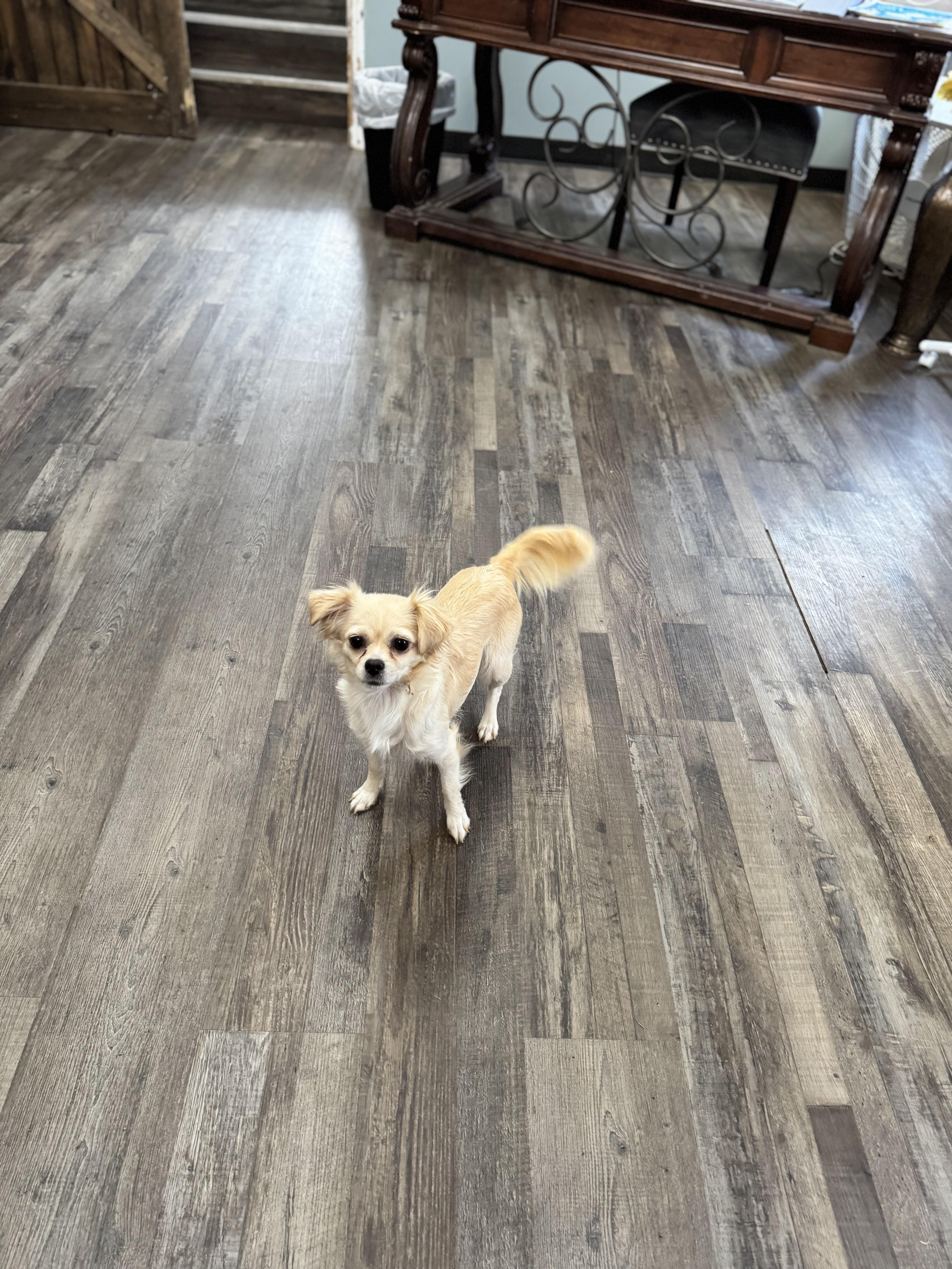 Enlarge Candy , an adopted mixed breed in Sequatchie, TN image 3/5