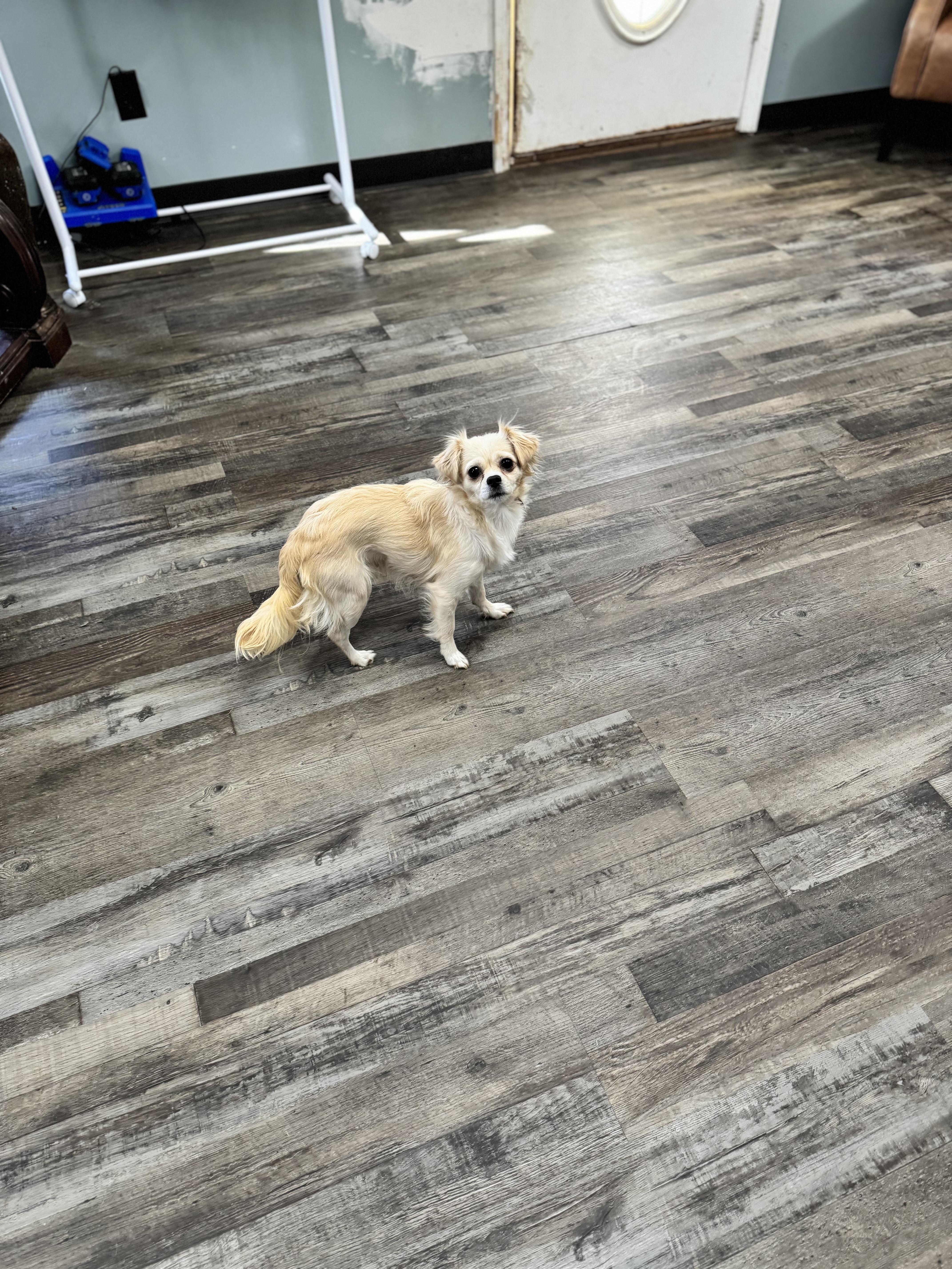 Enlarge Candy , an adopted mixed breed in Sequatchie, TN image 5/5