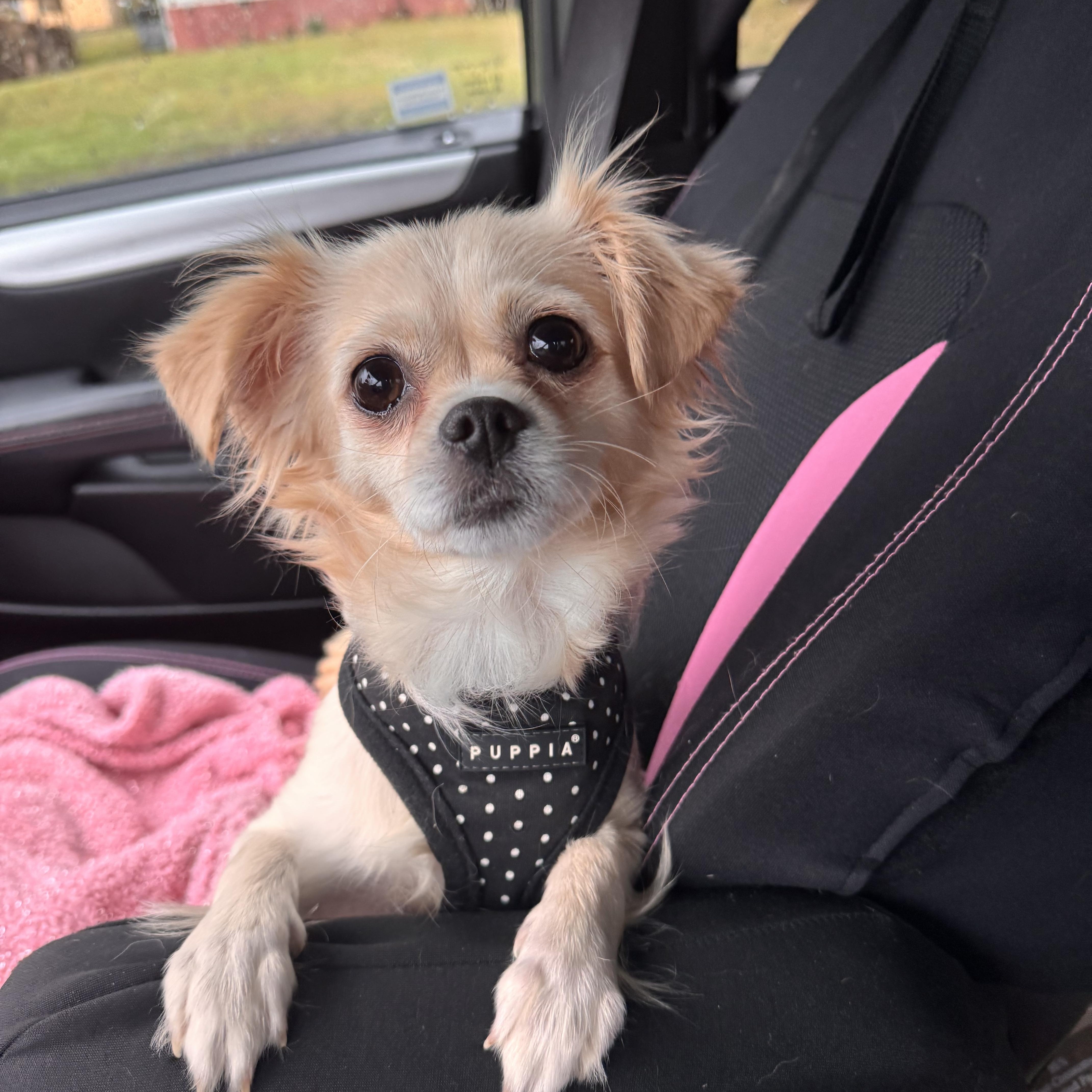 Candy , adopted, Adult Female Pekingese & Chihuahua.