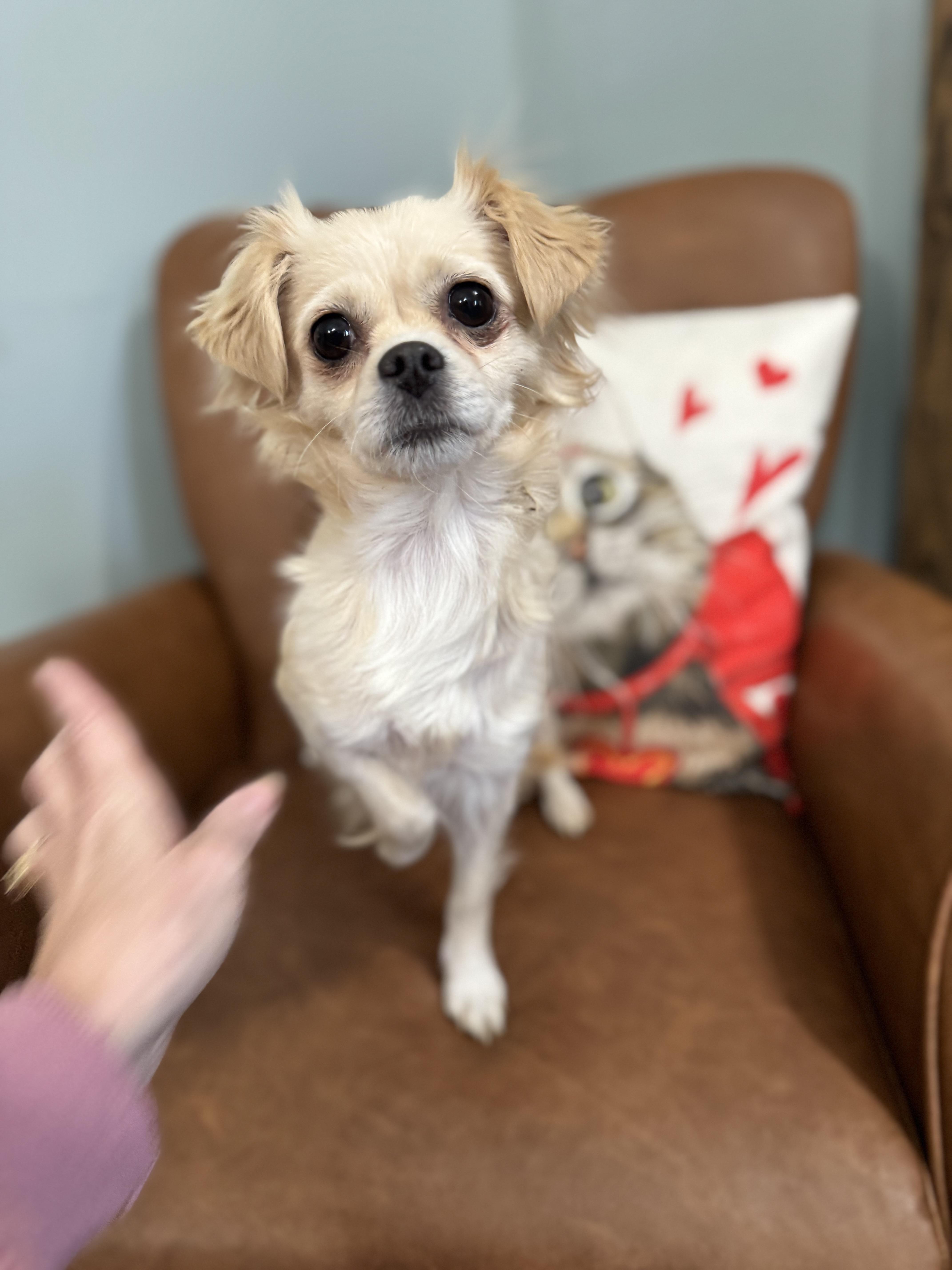 Enlarge Candy , an adopted mixed breed in Sequatchie, TN image 2/5