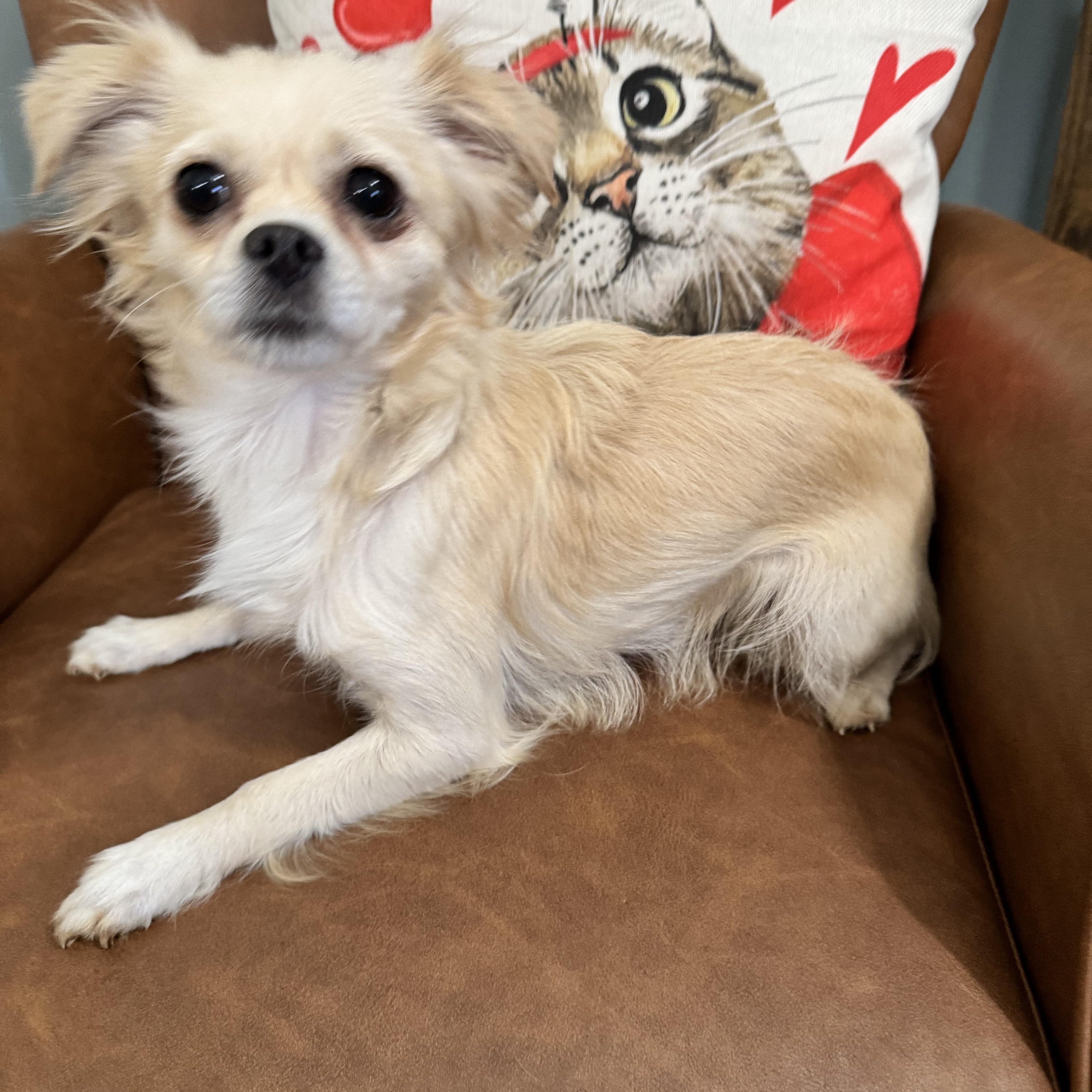 Enlarge Candy , an adopted mixed breed in Sequatchie, TN image 4/5