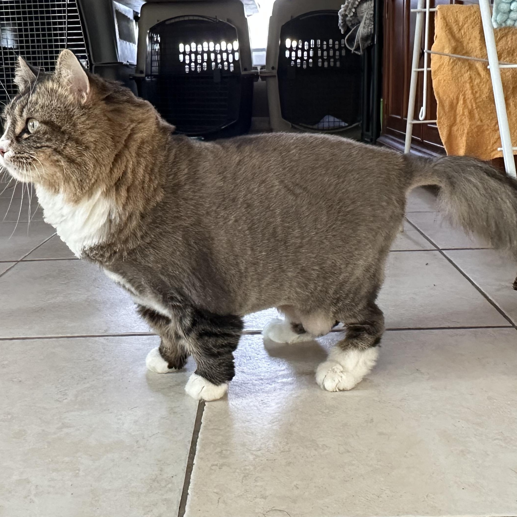 Enlarge Cat, a Adoptable Domestic Long Hair in Braintree, MA image 4/6