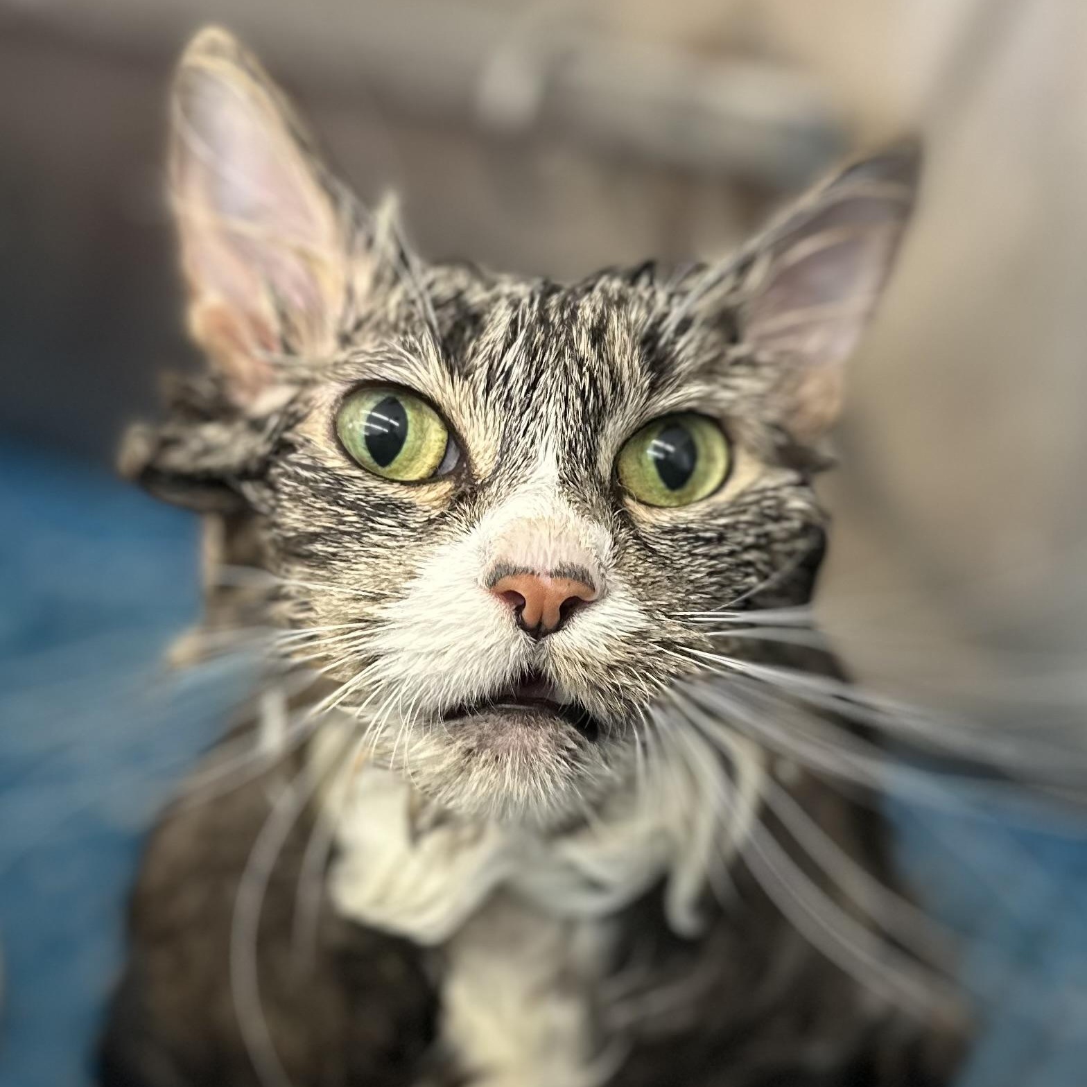 Enlarge Cat, a Adoptable Domestic Long Hair in Braintree, MA image 3/6